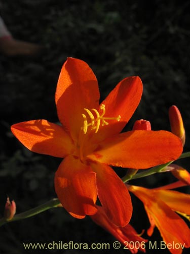 Imágen de Crocosmia x (Montbretia / Ballica). Haga un clic para aumentar parte de imágen.